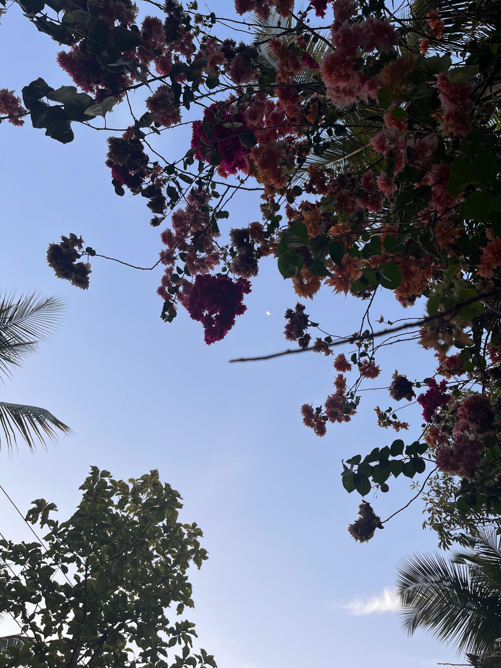 WhatsApp Image 2025-10-13 at 11.24.07 AM